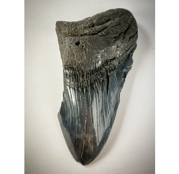 Megalodon tooth 'The Legion' (US) - 12.4 cm - 75% tooth