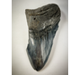 Dent de Megalodon 'Bleu' 'The Legion' (US) - 12.4 cm (4.88 inches) - 75% dent