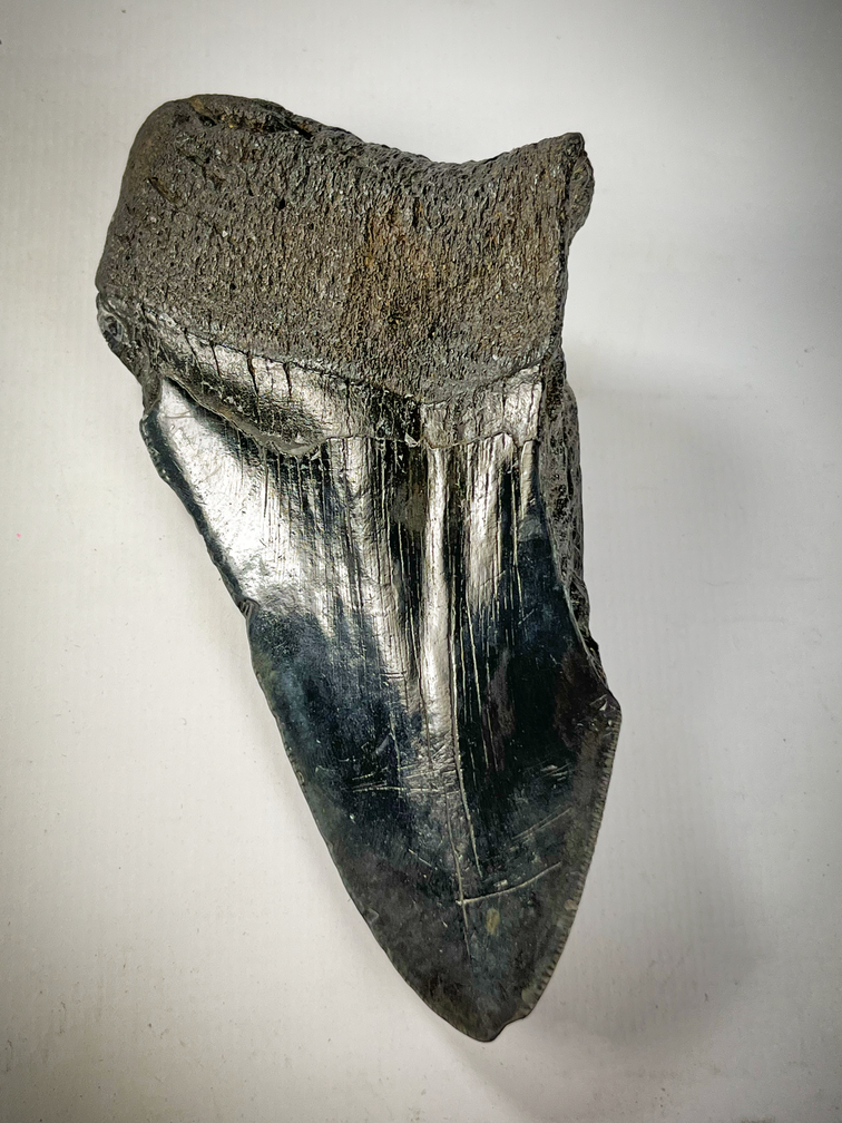 'Blue' Megalodon tooth 'The Legion' (US) - 12.4 cm (4.88 inches) - 75% tooth