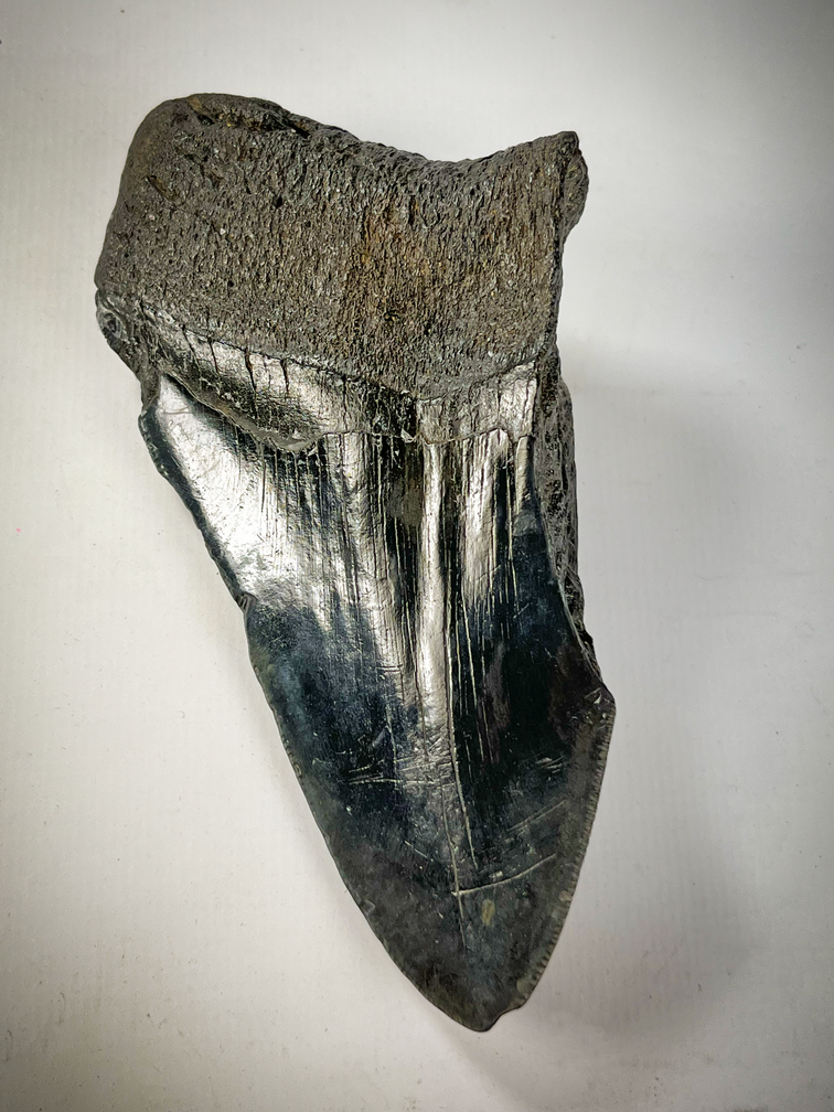 Megalodon tooth 'The Legion' (US) - 12.4 cm - 75% tooth