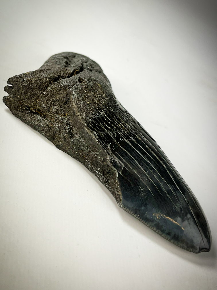 Megalodon tooth 'The Legion' (US) - 12.4 cm - 75% tooth