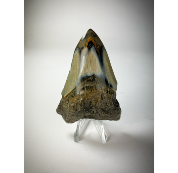 Espositore pratico per denti di Megalodon