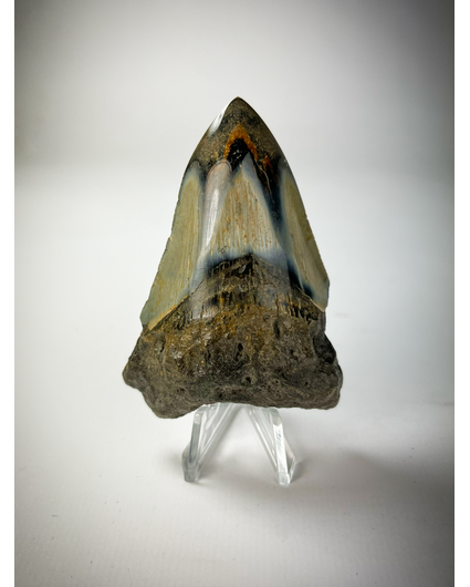Espositore pratico per denti di Megalodon