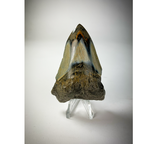 Praktisches Display für Megalodon-Zähne