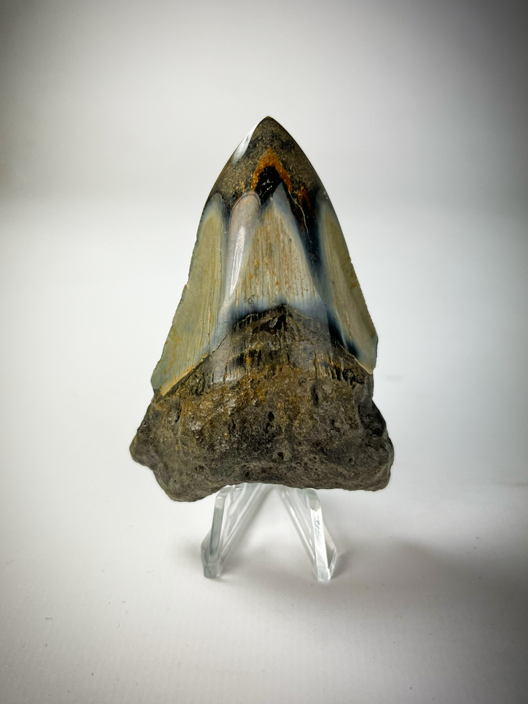 Espositore pratico per denti di Megalodon