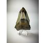 Practical display for Megalodon teeth