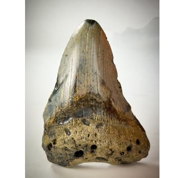 Megalodon tooth "The Home" (US) - 9.4 cm - 90% tooth