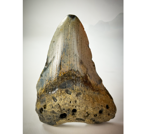 Megalodon tooth "The Home" (US) - 9.4 cm - 90% tooth