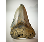 Megalodon tooth "The Home" (US) - 9.4 cm - 90% tooth