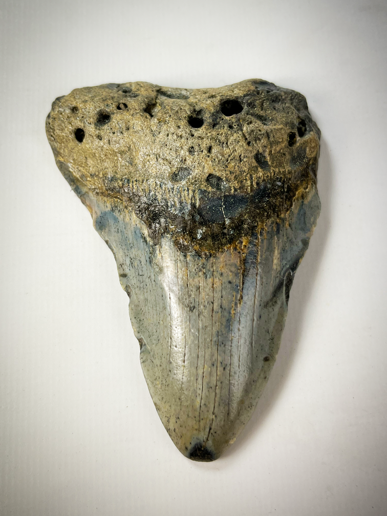 Megalodon tooth "The Home" (US) - 9.4 cm - 90% tooth
