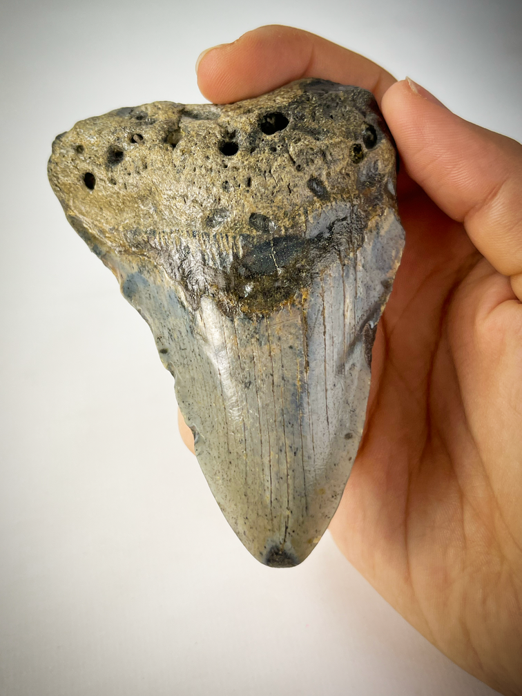 Megalodon tooth "The Home" (US) - 9.4 cm - 90% tooth