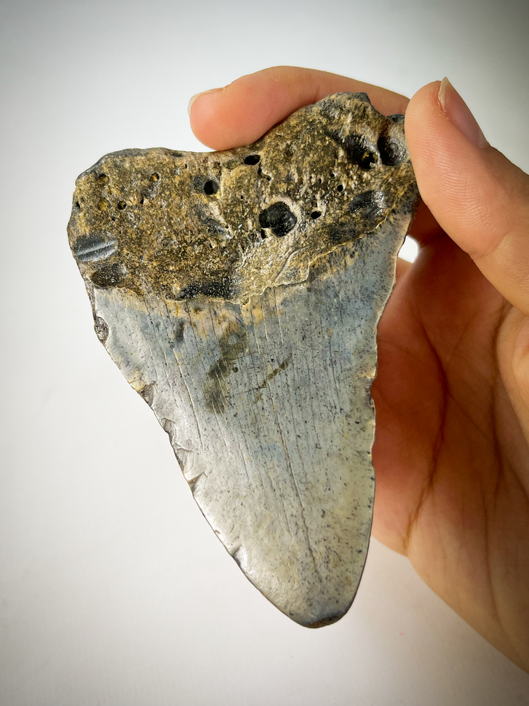 Megalodon tooth "The Home" (US) - 9.4 cm - 90% tooth