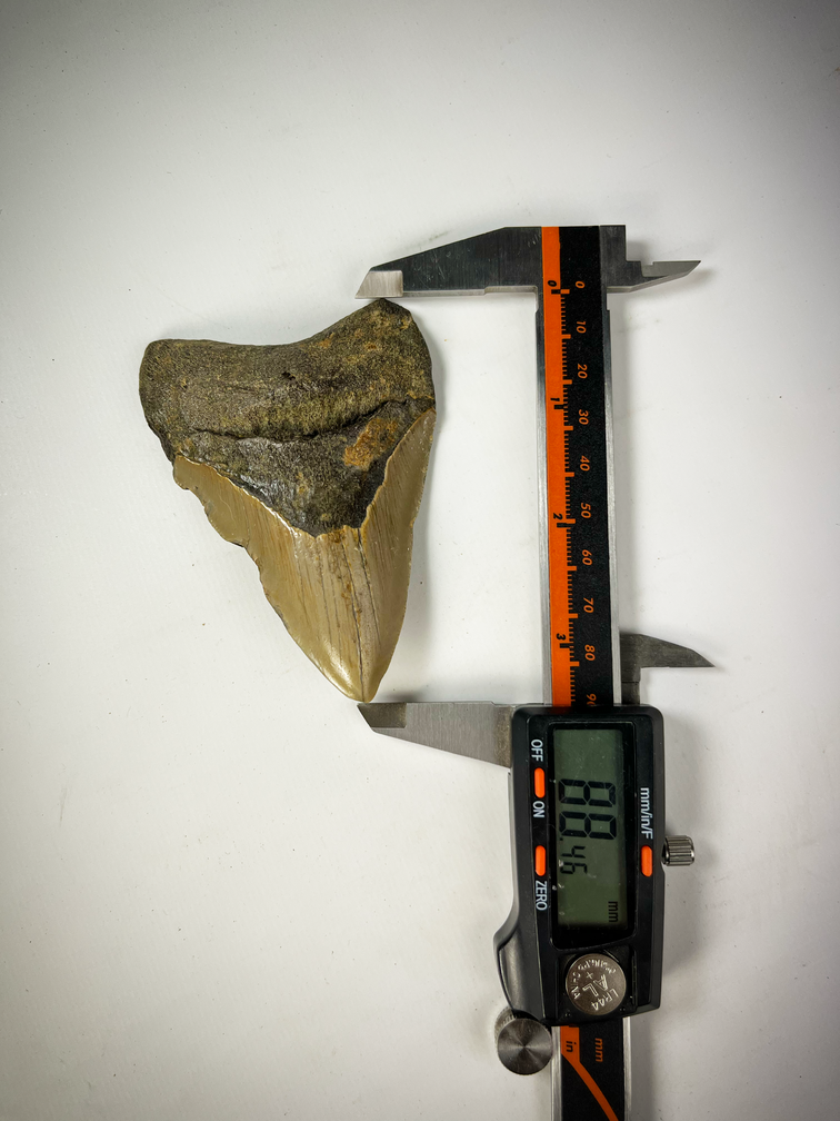 Megalodon tooth 'The Pawn' (US) - 8.8 cm