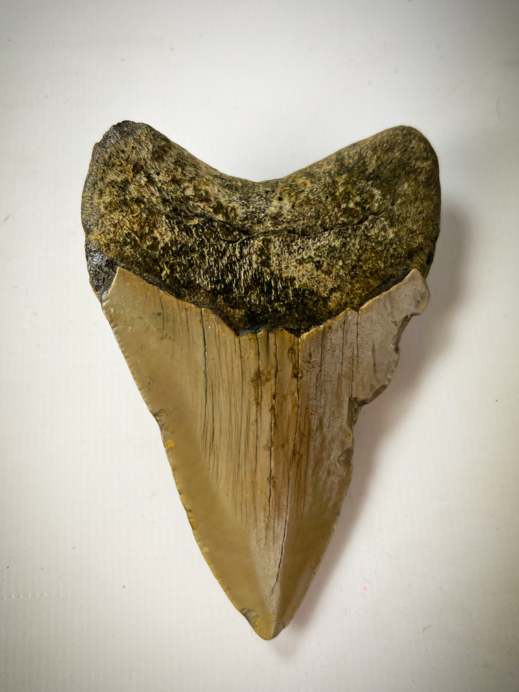 Megalodon tooth 'The Pawn' (US) - 8.8 cm