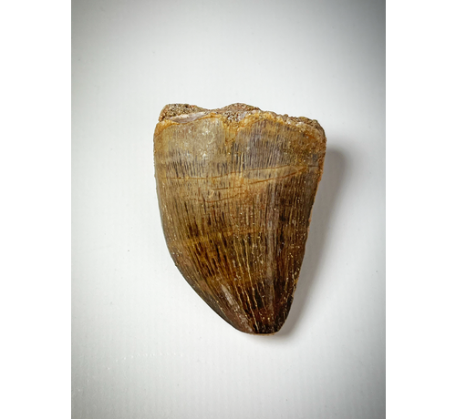 'Brown' Mosasaur tooth 4.4 cm (1.73 inches)