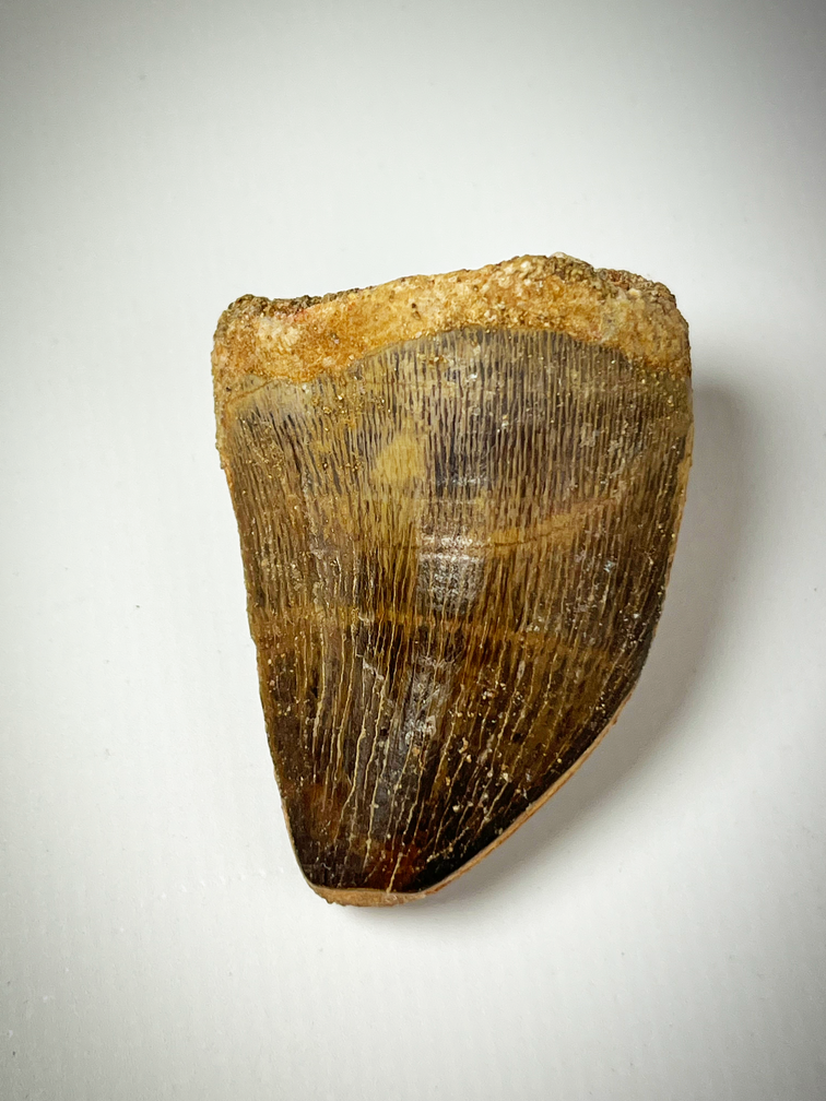 Dent de mosasaure "brune" de 4,4 cm (1,73 pouces)