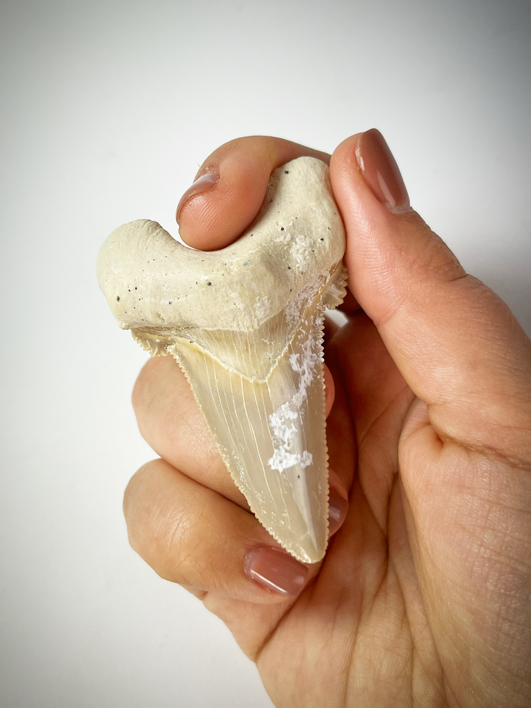'Beige' Otodus Sokolovi tooth (Morocco) - 6.7 cm (2.64 inches)