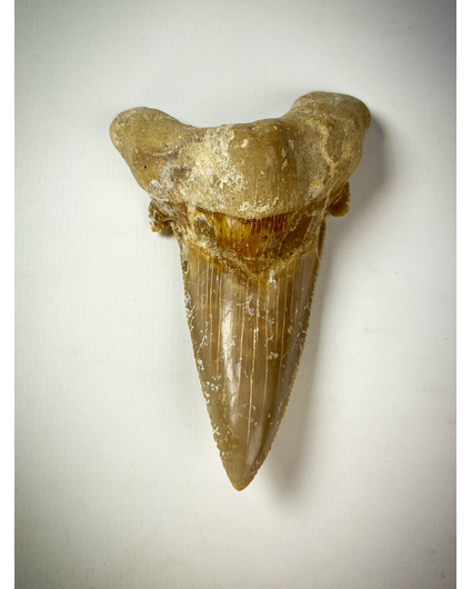 'Brown' Otodus Sokolovi tooth (Morocco) - 8.9 cm (3.50 in)