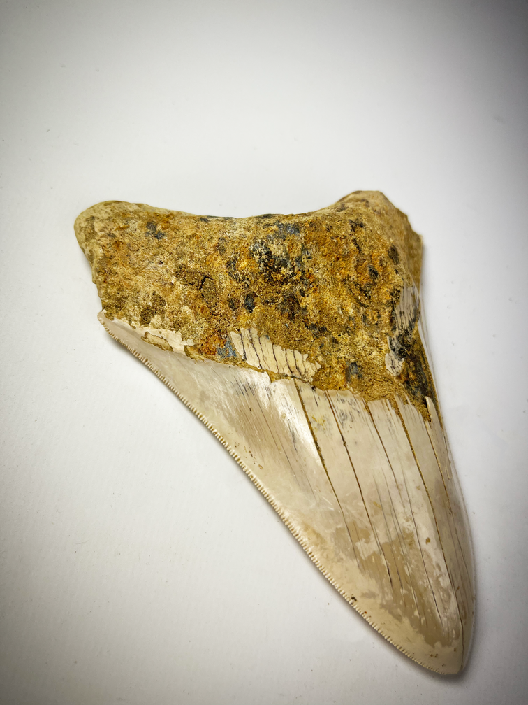 'Witte' Megalodon tand 'Paladin's Holy Necklace'  (Indonesië) - 13 cm (5,12 inch) NUMMER 12
