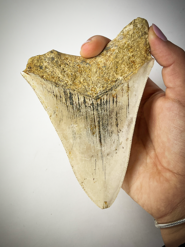 'White' Megalodon tooth 'Paladin's Holy Necklace' (Indonesia) - 13 cm (5.12 in)