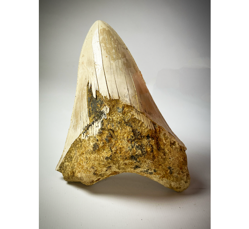 'White' Megalodon tooth 'Paladin's Holy Necklace' (Indonesia) - 13 cm (5.12 in)