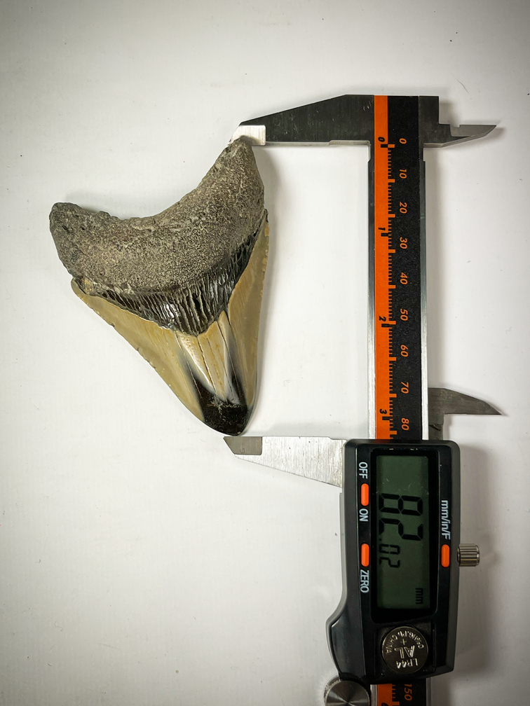 Dent de Megalodon Polis 'Pirates Map' (US) - 8.5 cm