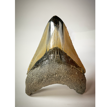 Polished  Megalodon tooth 'Pirates Map' (US) - 8.5 cm