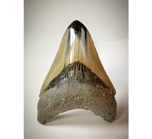 Dente di Megalodon Lucido 'Pirates Map' (USA) - 8,5 cm