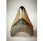 Polished  Megalodon tooth 'Pirates Map' (US) - 8.5 cm