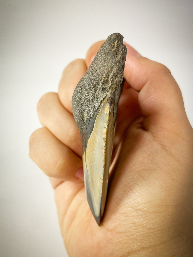 Dente di Megalodon Lucido 'Pirates Map' (USA) - 8,5 cm