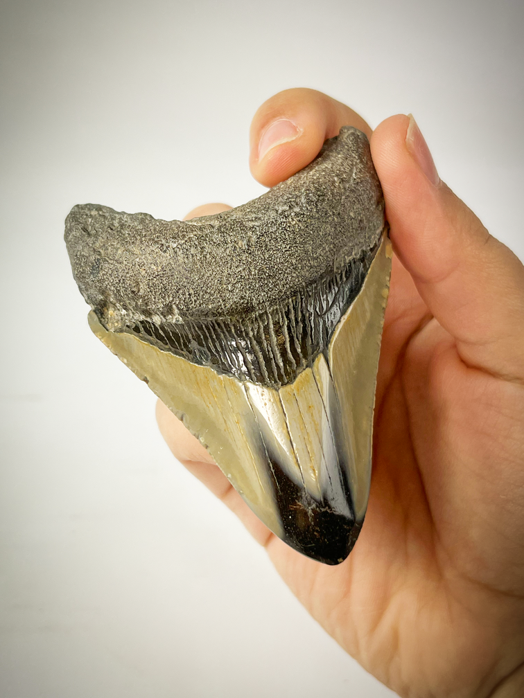 Polished  Megalodon tooth 'Pirates Map' (US) - 8.5 cm