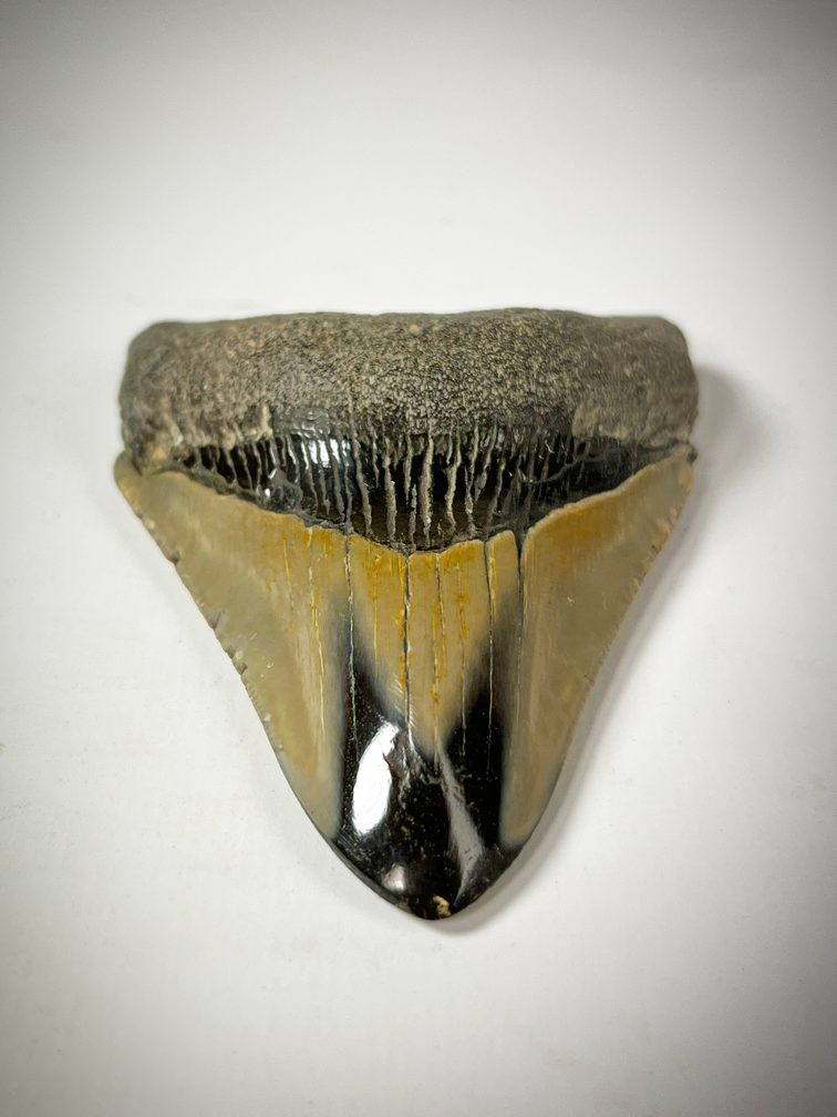 Dente di Megalodon Lucido 'Pirates Map' (USA) - 8,5 cm