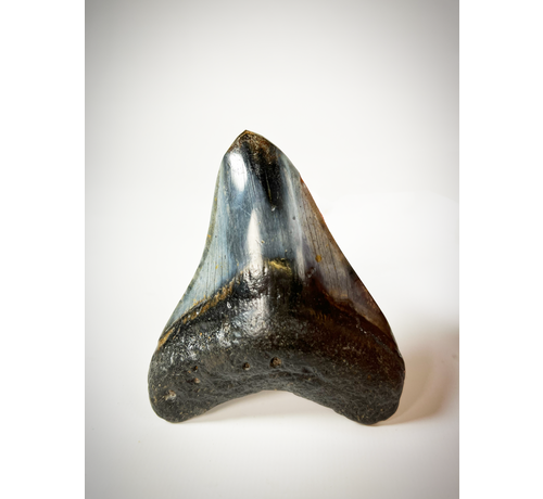 Megalodon-Zahn poliert 'Dark Sea' (US) - 9,1 cm