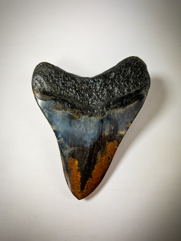 Dent de Megalodon polie "bleu/noir" "Dark Sea" (US) - 9.1 cm (3.58 in)