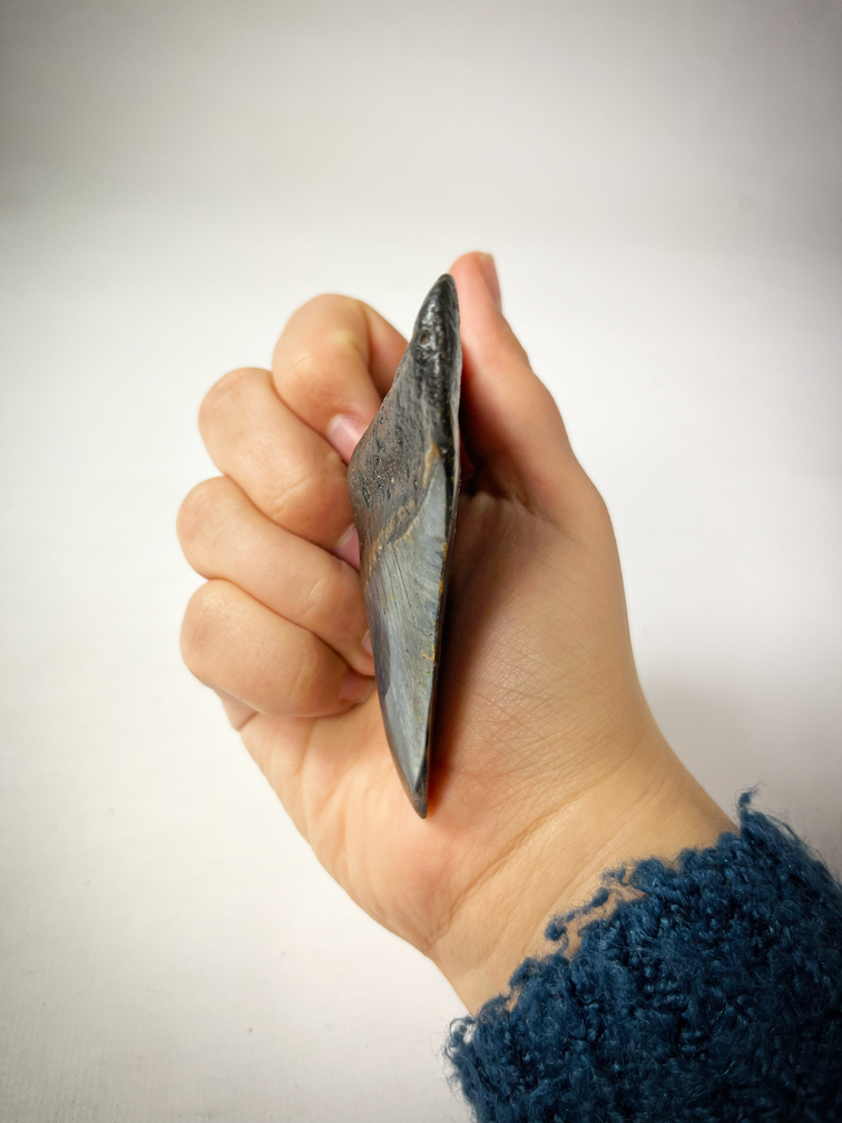 Dent de Megalodon polie "bleu/noir" "Dark Sea" (US) - 9.1 cm (3.58 in)