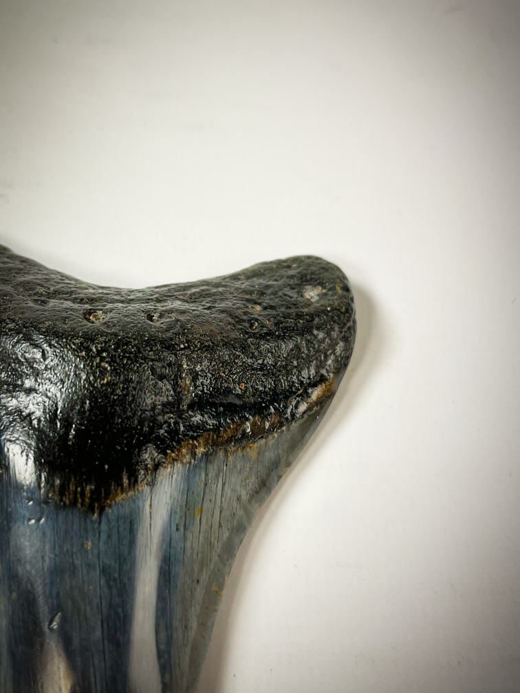 Dente di Megalodon lucidato 'Blu/Nero' 'Dark Sea' (USA) - 9,1 cm (3,58")