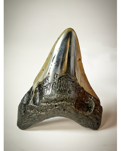 Megalodon-Zahn poliert "Captain's Hook" (US) - 8,3 cm