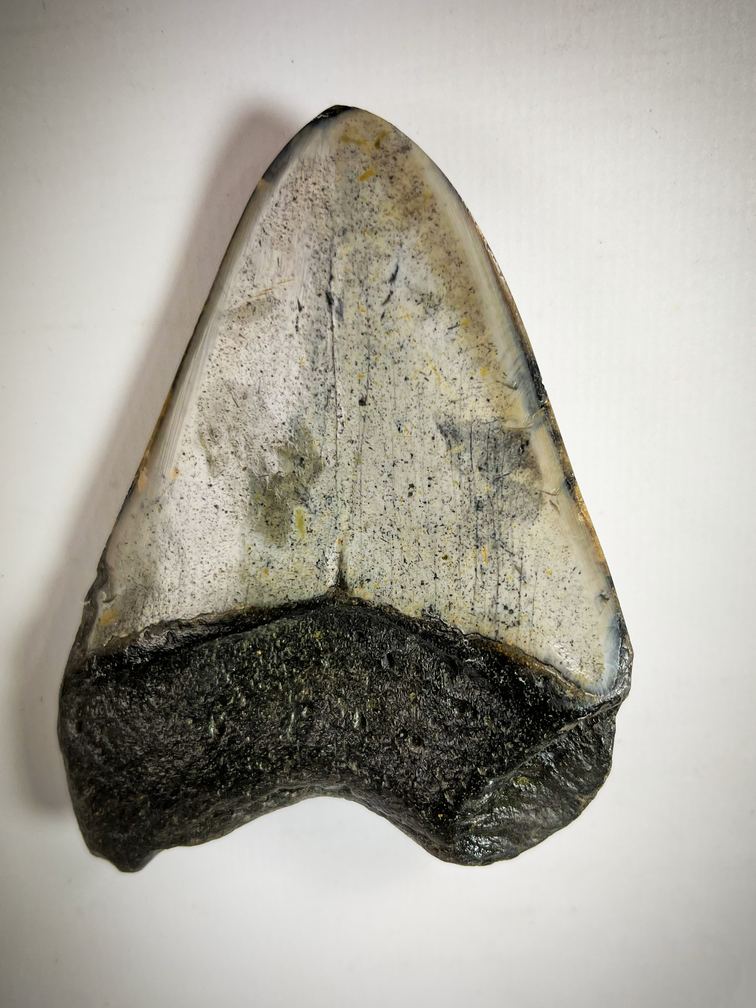 Dent de mégalodon 'Gris/Noir' polie 'Cave Dweller' (US) - 9 cm (3.54 in)