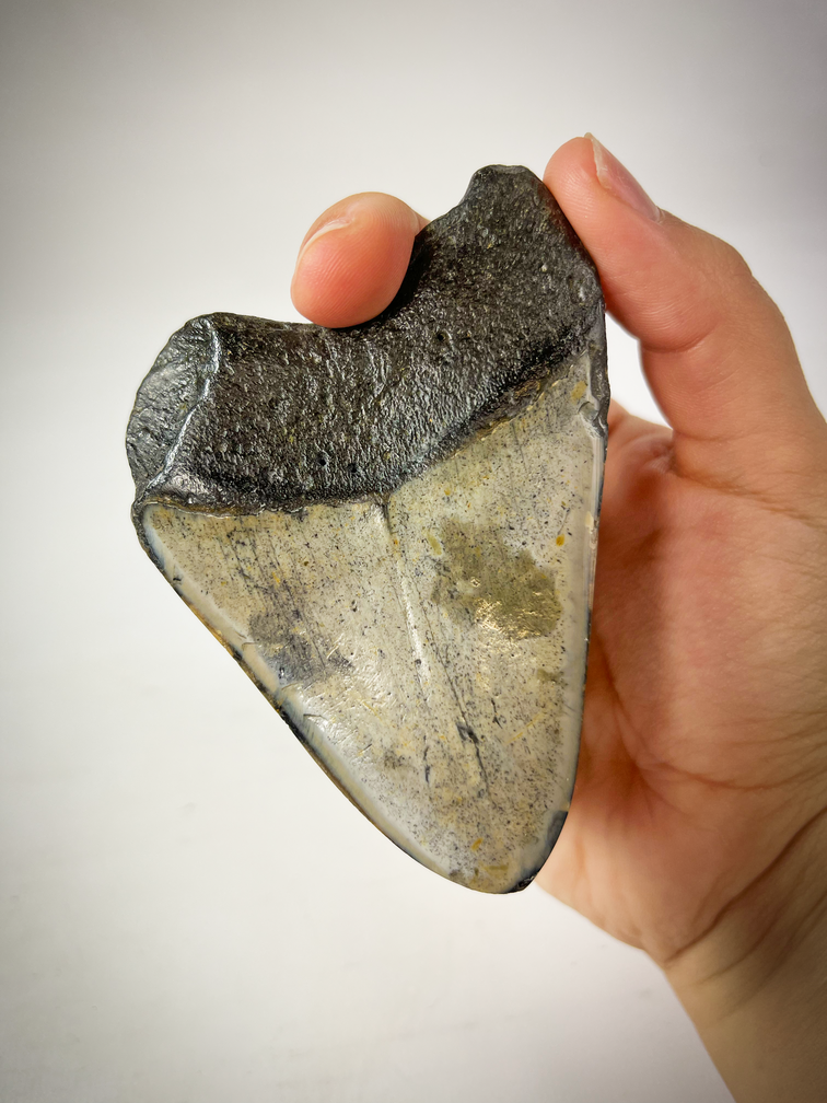 Polished Megalodon tooth 'Cave Dweller' (US) - 9 cm