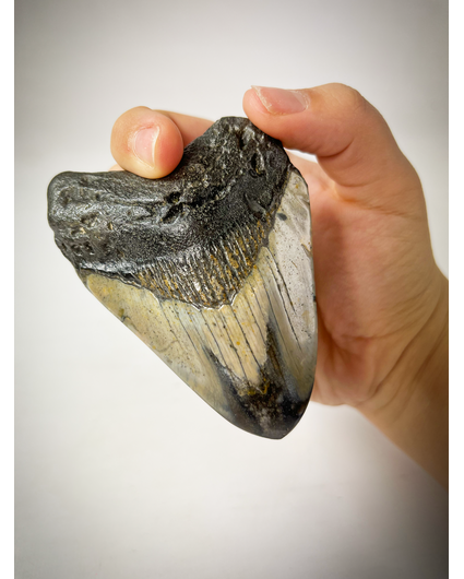 Dent de mégalodon 'Gris/Noir' polie 'Cave Dweller' (US) - 9 cm (3.54 in)