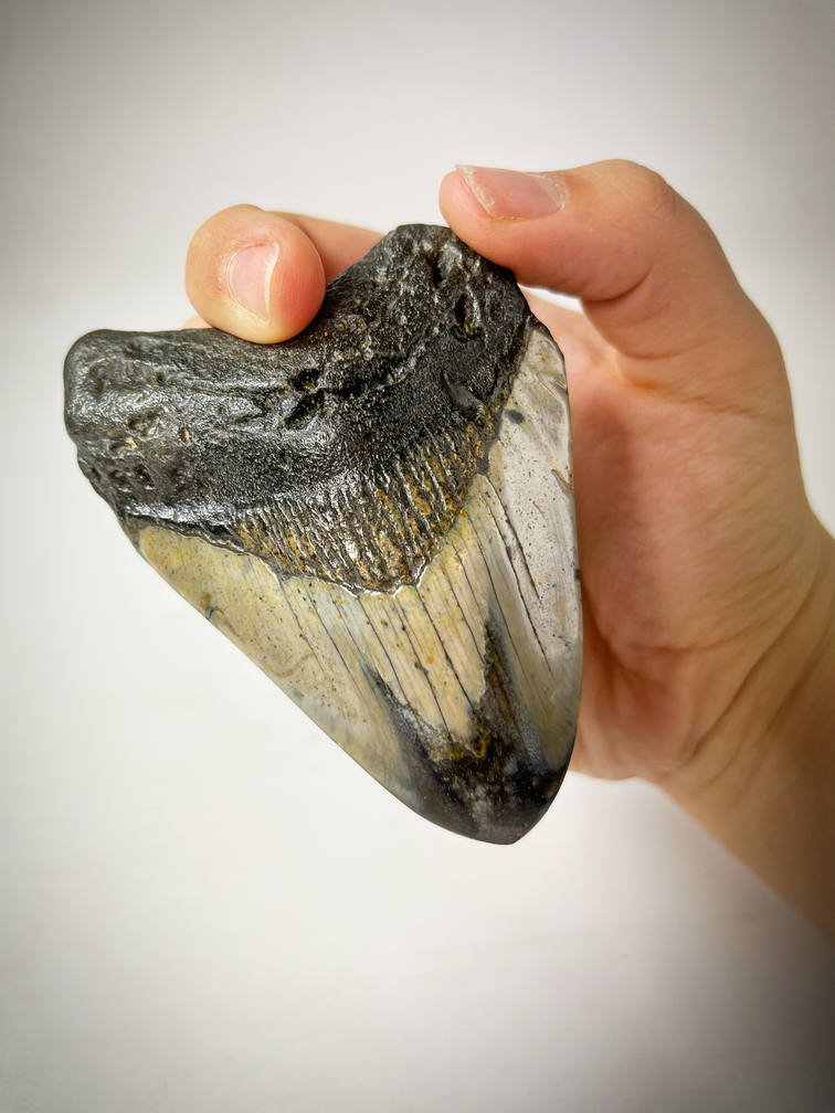 Diente pulido de Megalodon 'Cave Dweller' (US) - 9 cm
