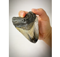 Gepolijste Megalodon tand 'Cave Dweller'  (VS) - 9 cm