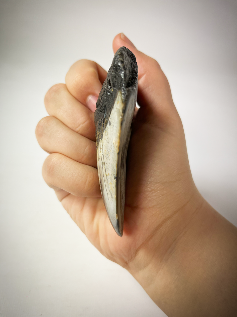 Dente di Megalodon 'Grigio/Nero' lucidato 'Cave Dweller' (USA) - 9 cm (3,54")