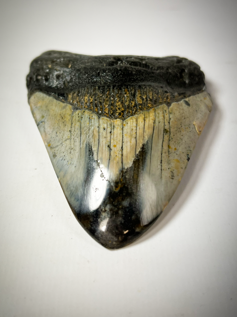 'Grey/Black' Polished Megalodon tooth 'Cave Dweller' (US) - 9 cm (3.54 in)