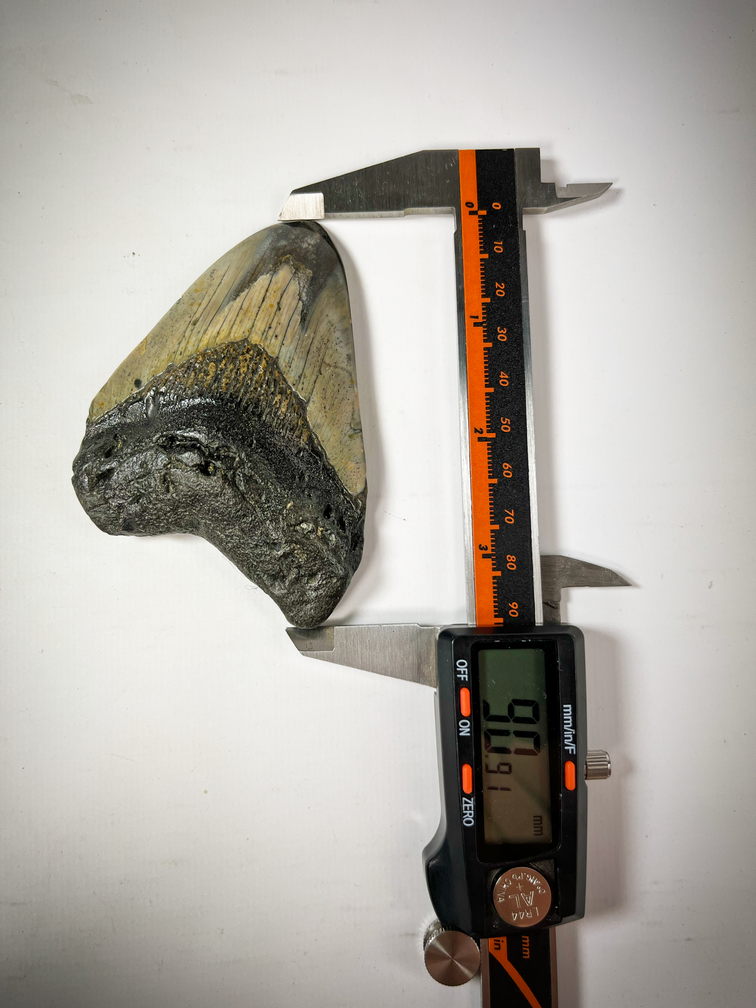 'Grey/Black' Polished Megalodon tooth 'Cave Dweller' (US) - 9 cm (3.54 in)