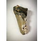 "Grijze" Megalodon Tand "Barnacle Boy" (VS) - 11,7 cm (4,61 inch)