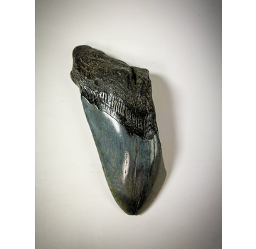 Dente di Megalodon "Displaced Prehistory" (USA) - 12,9 cm