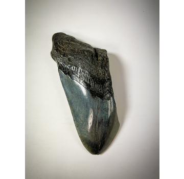 Megalodon Tand "Displaced Prehistoric" (VS) - 12,9 cm