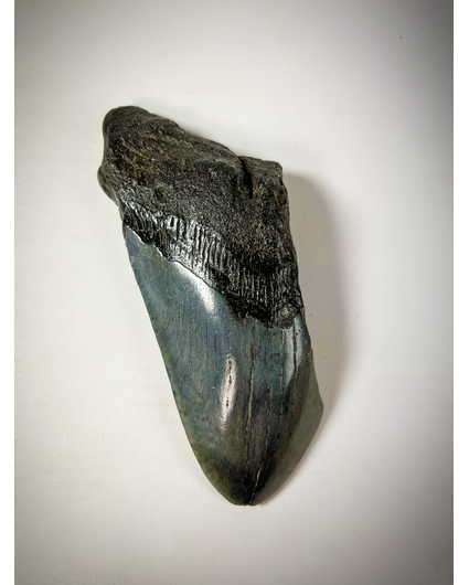 Dente di Megalodon "Displaced Prehistory" (USA) - 12,9 cm