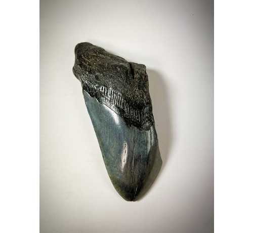 Megalodon Tand "Displaced Prehistoric" (VS) - 12,9 cm